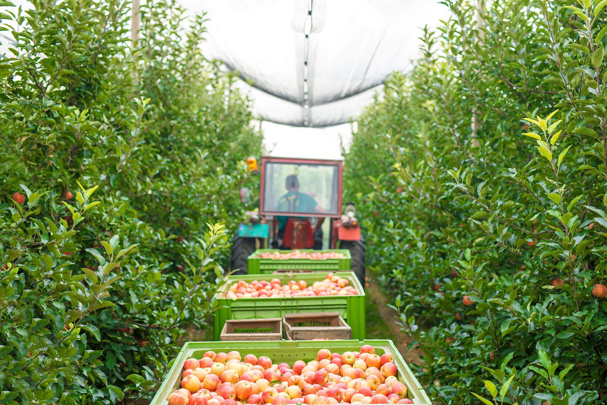 harvesting-apple-fruit-green-orchard