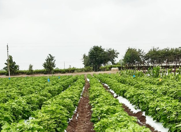 Traditional Practices for Healthier Produce and a Cleaner Environment