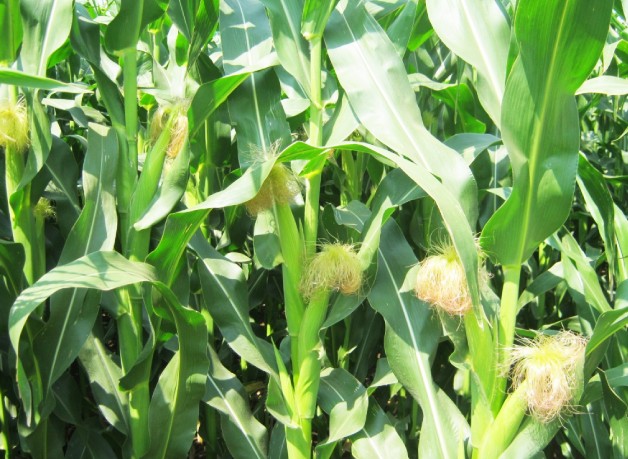What is Residue Free Farming