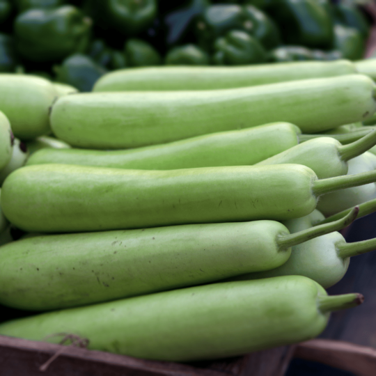 Bottle Gourd