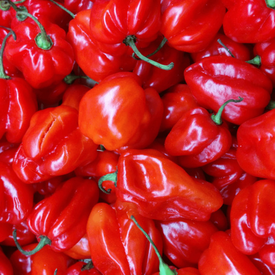 Scotch bonnet