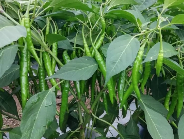 Finger Chilli Plant