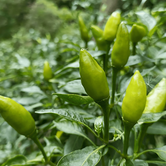Green Jalapeño Chile