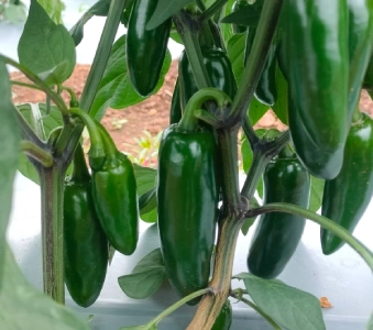 Jalapeno Chilli Plant