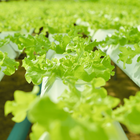 Lettuce
