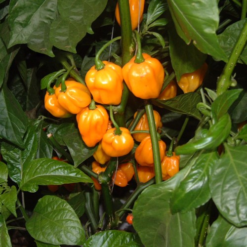 Scotch-Bonnet
