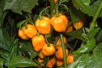 Scotch Bonnet