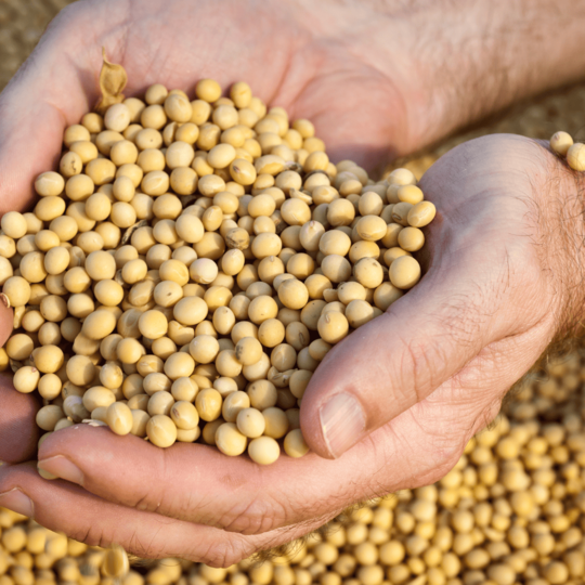 Soybean